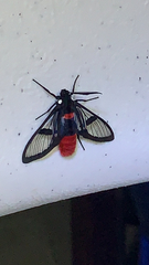 Aethria haemorrhoidalis