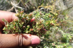 Erica glumiflora