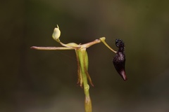 Drakaea micrantha