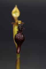 Drakaea micrantha