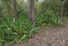 Furcraea selloana
