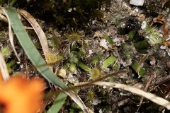 Drosera platystigma