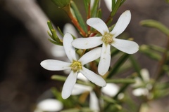 Ricinocarpos glaucus