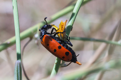 Hycleus duodecimpunctatus