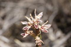 Prasophyllum cucullatum