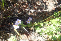 Chaenostoma cordatum