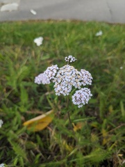 Achillea millefolium