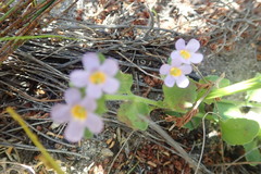 Chaenostoma cordatum