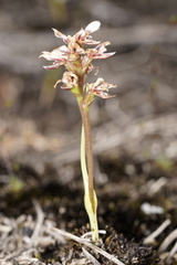 Prasophyllum cucullatum