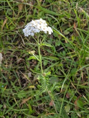Achillea millefolium