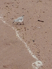 Calidris alba