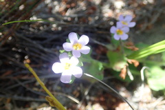 Chaenostoma cordatum