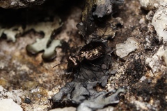 Scopodes