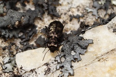 Scopodes