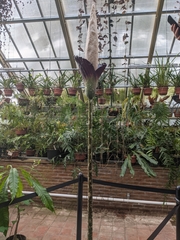 Amorphophallus decus-silvae