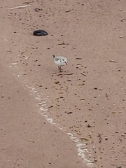 Calidris alba