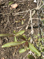 Strophanthus