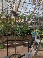 Amorphophallus decus-silvae