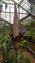 Amorphophallus decus-silvae