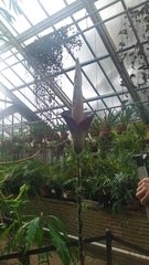 Amorphophallus decus-silvae