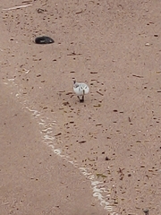 Calidris alba