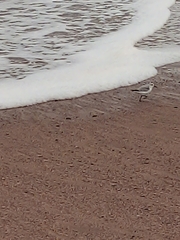 Calidris alba