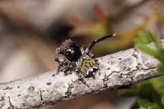 Maratus trigonus