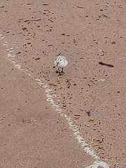 Calidris alba