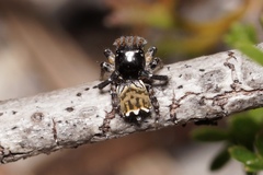 Maratus trigonus
