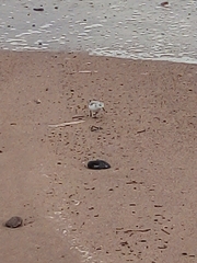 Calidris alba