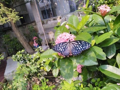 Papilio clytia clytia