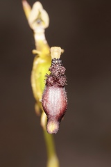 Drakaea thynniphila
