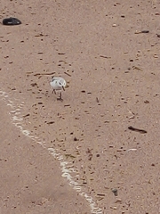 Calidris alba