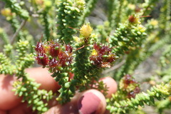 Agathosma apiculata