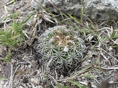 Coryphantha retusa