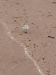 Calidris alba