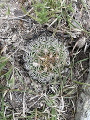 Coryphantha retusa