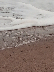 Calidris alba