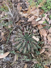 Ferocactus macrodiscus