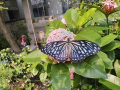 Papilio clytia clytia