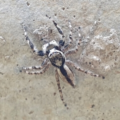 Menemerus bivittatus