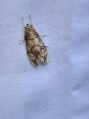 Symphlebia abdominalis