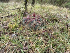 Ferocactus macrodiscus