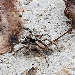 Menemerus bivittatus