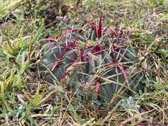 Ferocactus macrodiscus