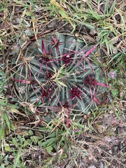 Ferocactus macrodiscus