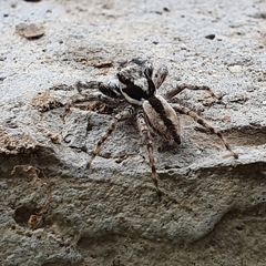 Menemerus bivittatus