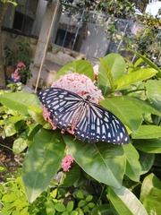 Papilio clytia clytia