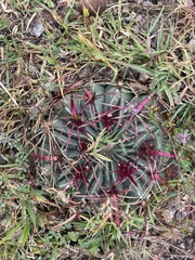 Ferocactus macrodiscus