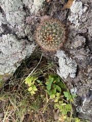 Mammillaria discolor
